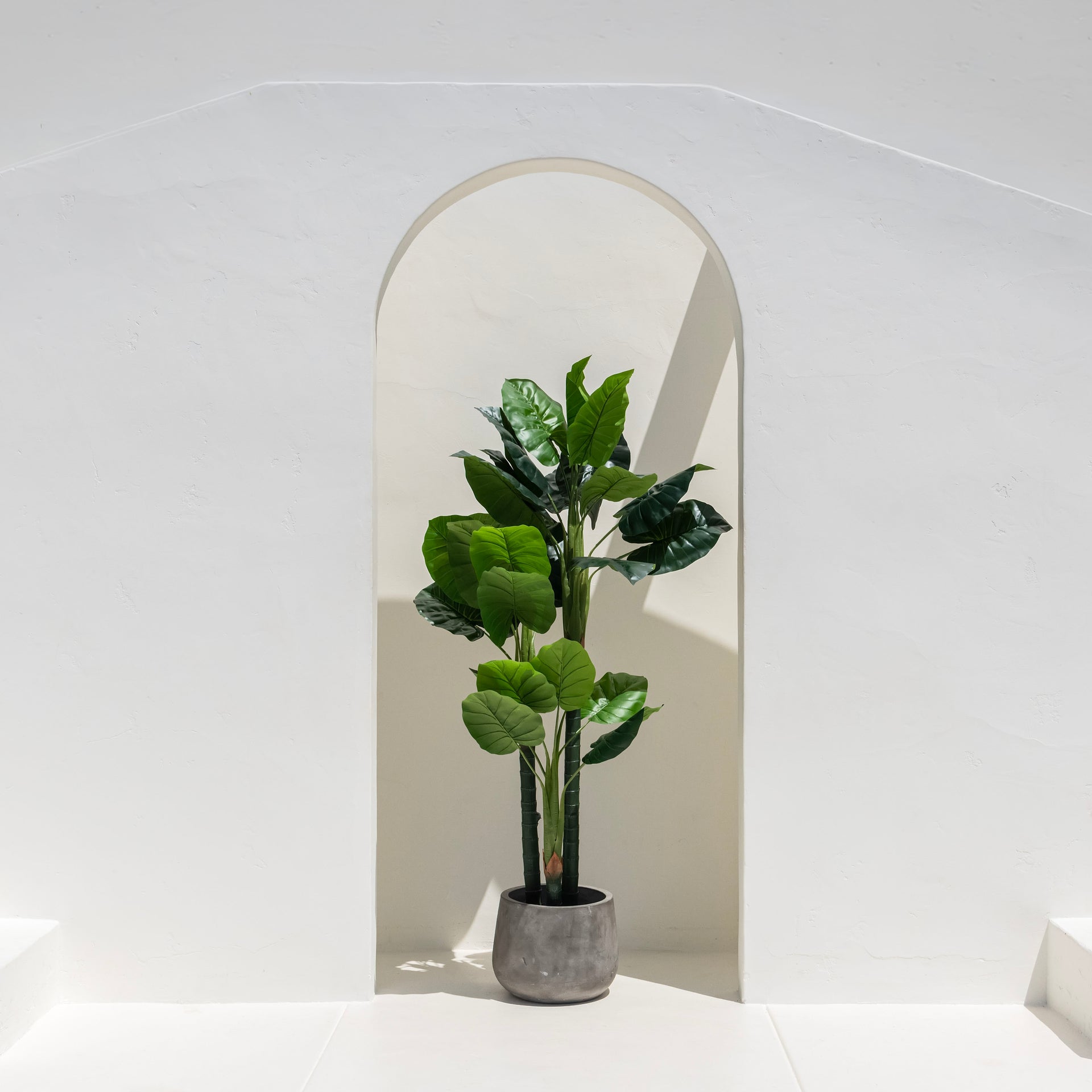 A potted plant with large green leaves stands in a stone planter, framed by a minimalist white archway against a bright, well-lit wall.