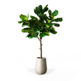 Artificial Fiddle Leaf Tree 78" - Teak Warehouse