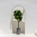 Artificial Fiddle Leaf Tree 78" - Teak Warehouse
