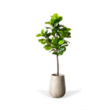 Artificial Fiddle Leaf Tree 67" - Teak Warehouse
